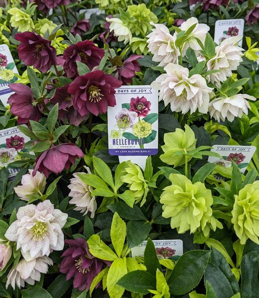 Helleborus orientalis Mix